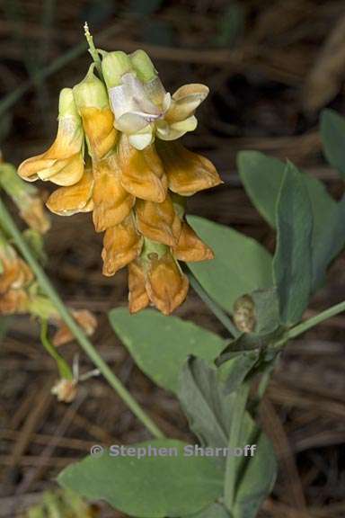 lathyrus sulphureus 1 graphic